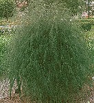 Asparagus officinalis